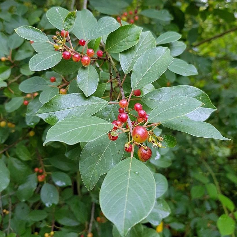 Rhamnus frangula - Frangola (Foliage)