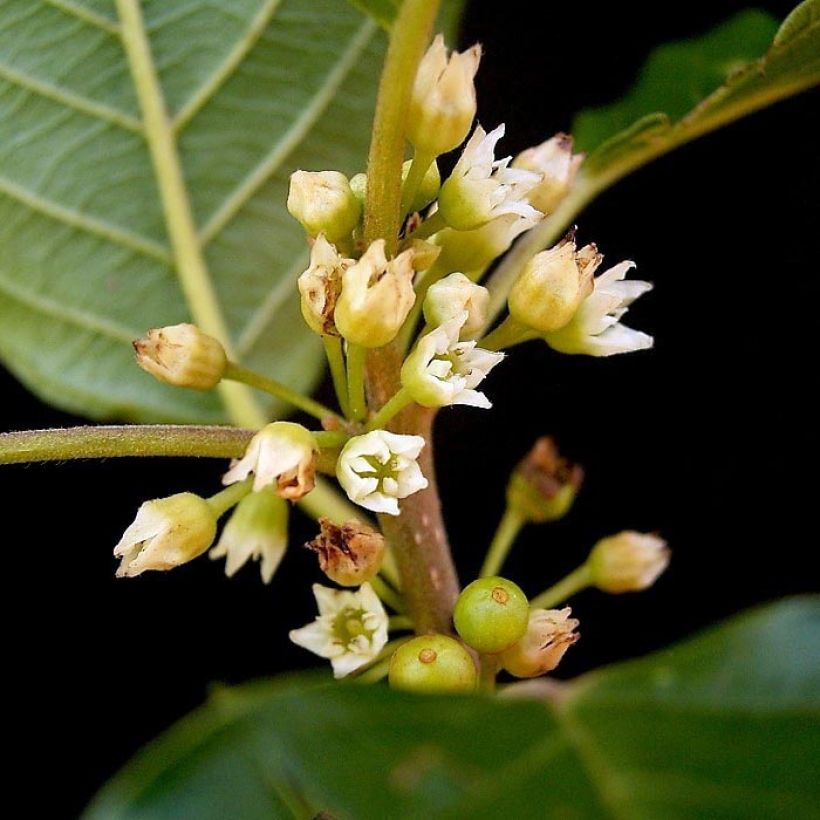 Rhamnus frangula - Frangola (Flowering)