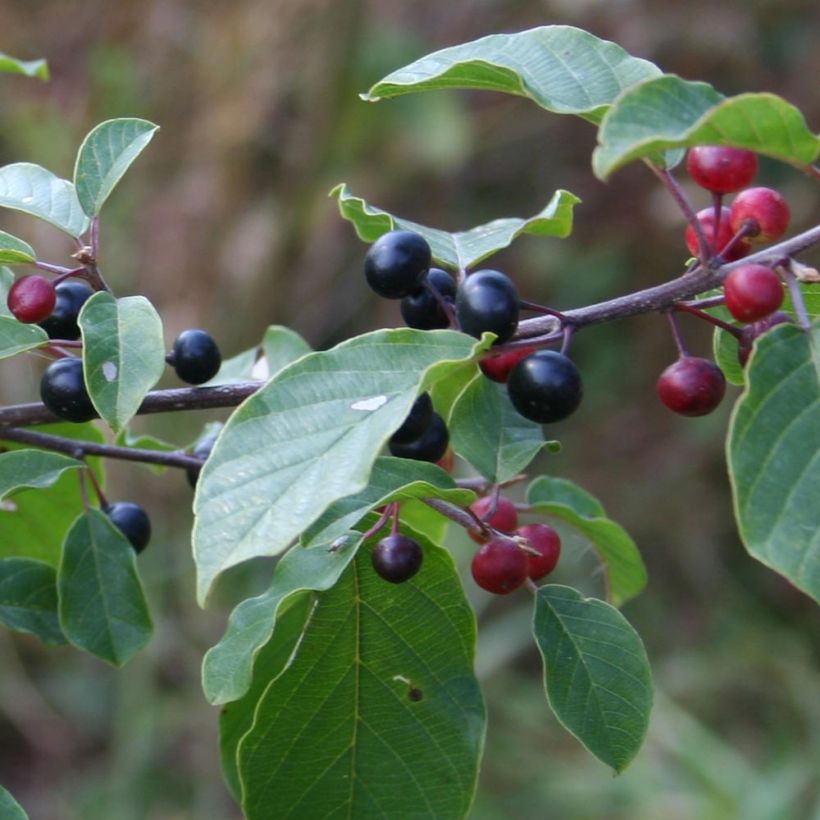 Rhamnus frangula - Frangola (Harvest)
