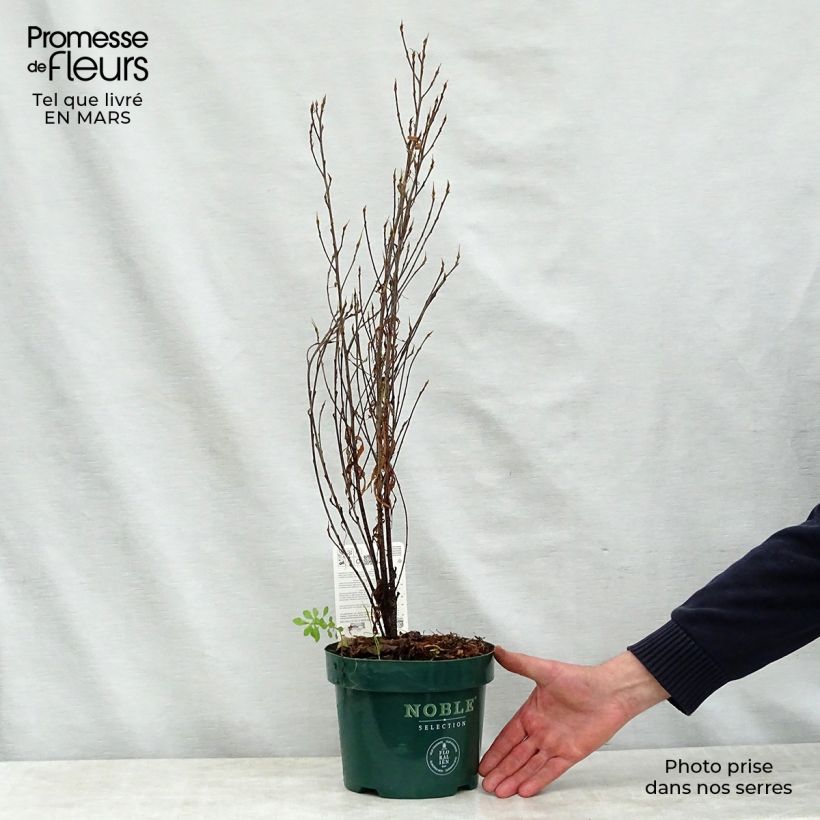 Rhamnus frangula Fine Line 'Ron Williams' - Frangola Vaso da 3L/4L esemplare consegnato in primavera