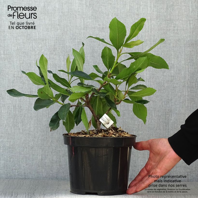Esemplare di Rhaphiobotrya Coppertone - néflier hybride Pot de 3L/4L come consegnato in autunno