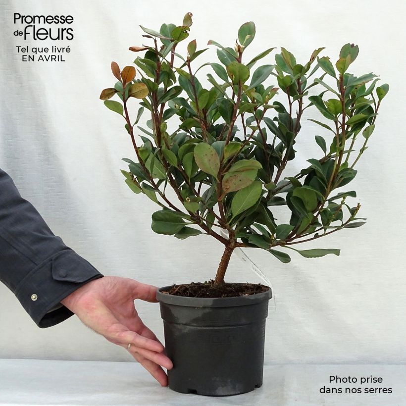 Rhaphiolepis indica Spring Time Vaso da 3L/4L esemplare consegnato in primavera