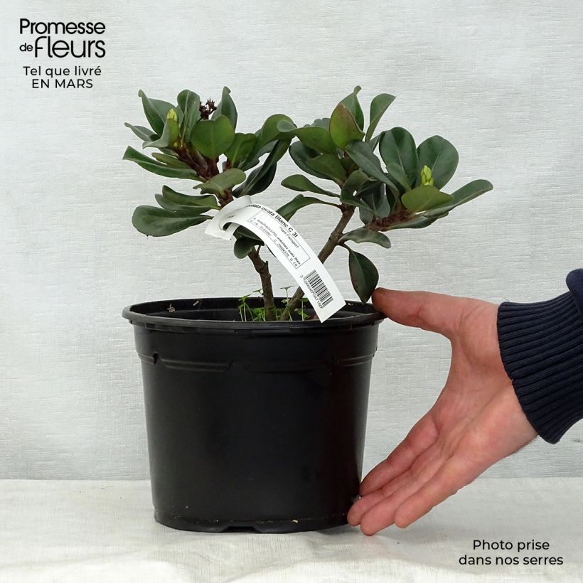 Rhaphiolepis umbellata Ovata Vaso da 2L/3L esemplare consegnato in primavera