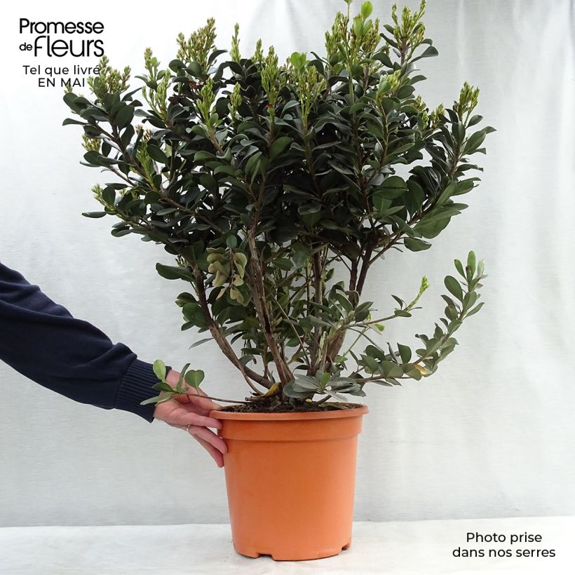 Rhaphiolepis umbellata Ovata Vaso da 7,5L/10L esemplare consegnato in primavera