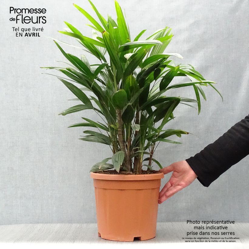 Example of Rhapis excelsa Vaso da 7,5L/10L as you get in printemps