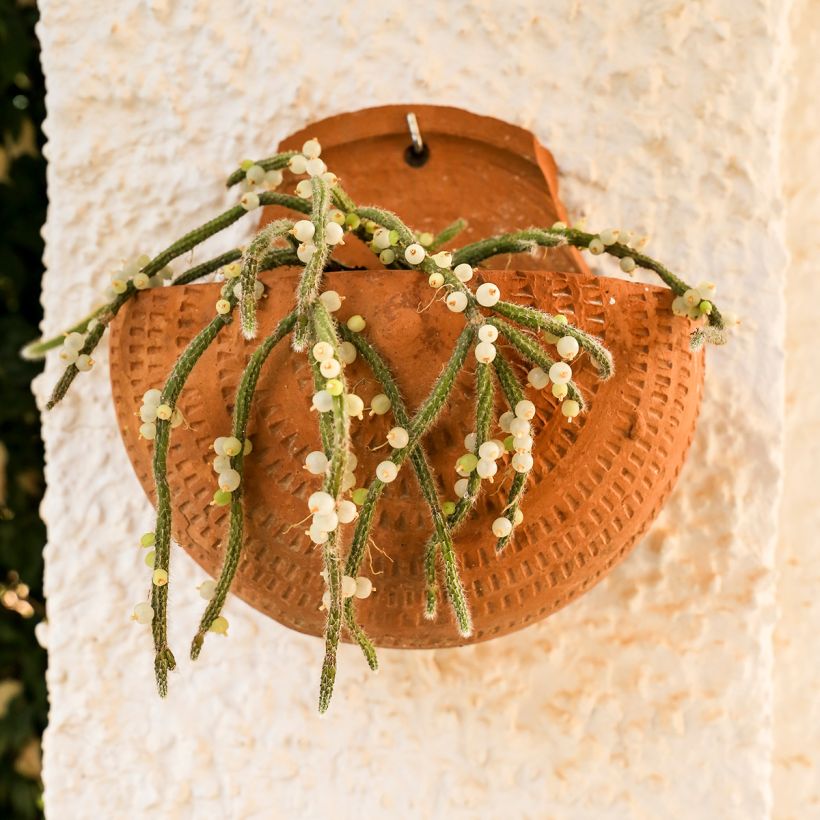 Rhipsalis baccifera subsp. horrida (Porto)