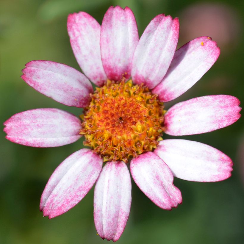 Rhodanthemum Marrakesh (Fioritura)