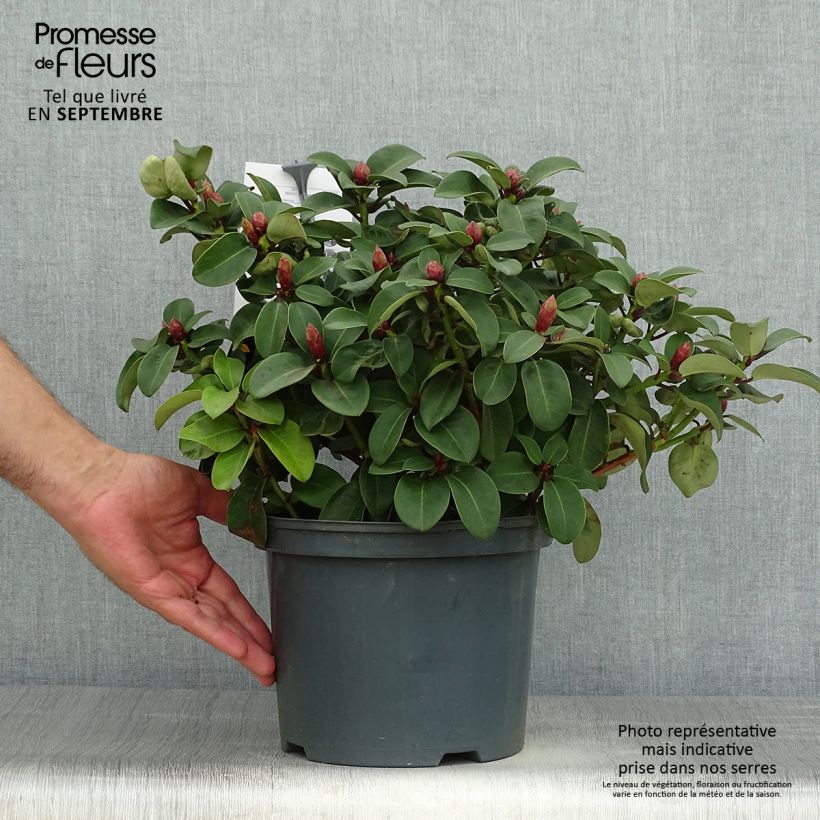 Esemplare di Rhododendron williamsianum Gartendirektor Glocker Pot de 4L/5L come consegnato in autunno
