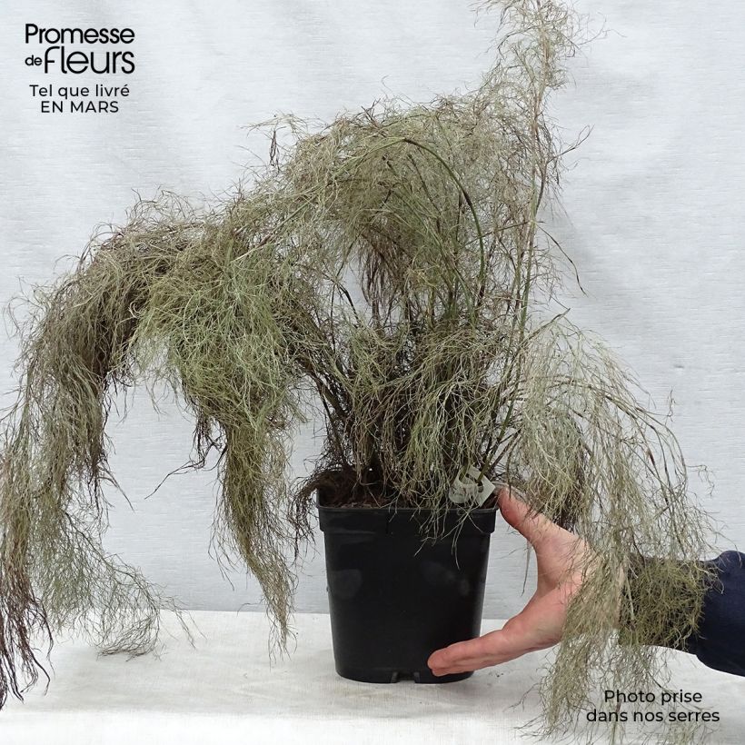 Example of Rhodocoma gigantea Vaso da 2L/3L as you get in printemps