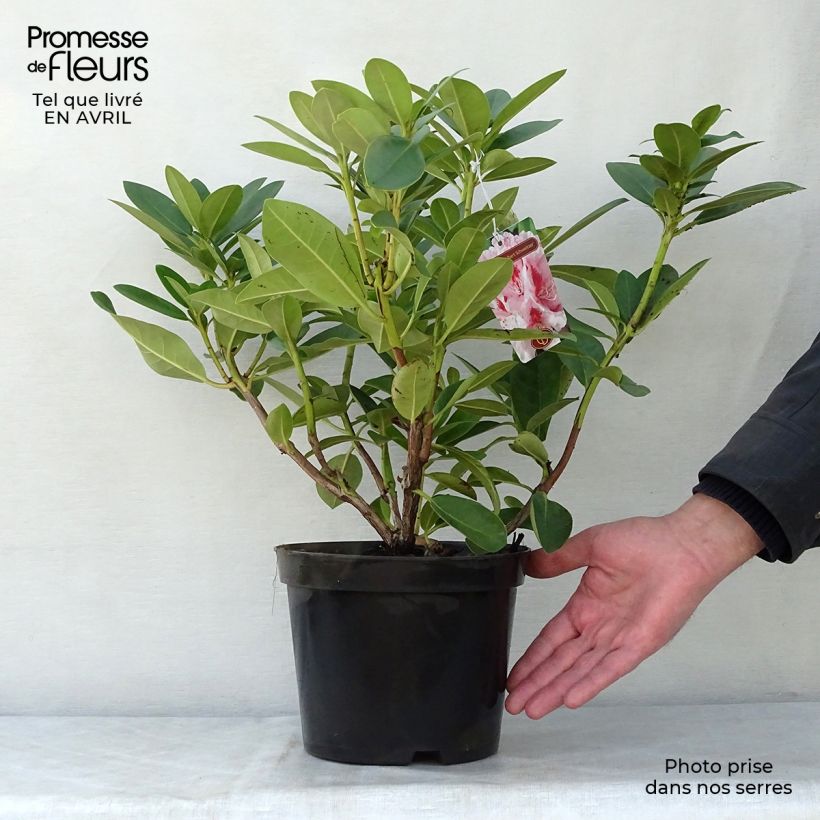 Rhododendron Albert Schweitzer Vaso da 4L/5L esemplare consegnato in primavera