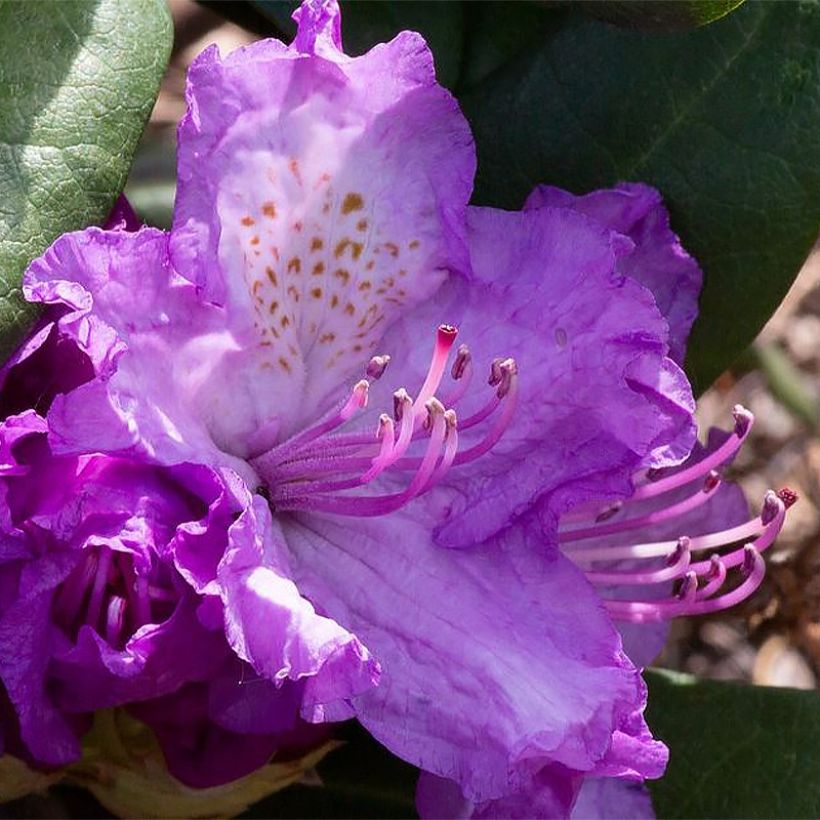 Rhododendron Alfred (Fioritura)