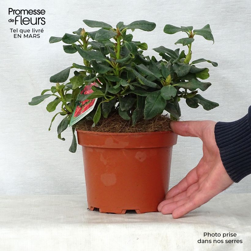 Example of Rhododendron Baden-Baden Vaso da 2L/3L as you get in printemps