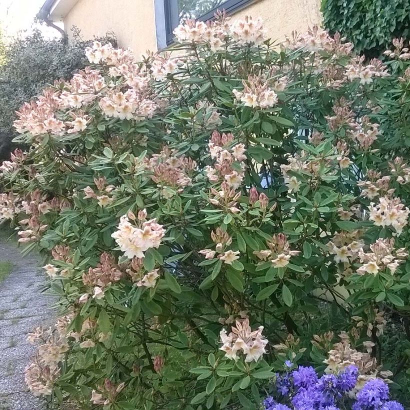 Rhododendron yakushimanum Bernstein (Plant habit)