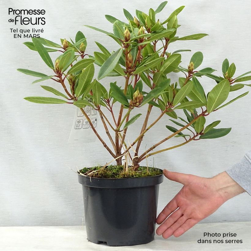 Example of Rhododendron yakushimanum Bernstein Vaso da 4L/5L as you get in printemps