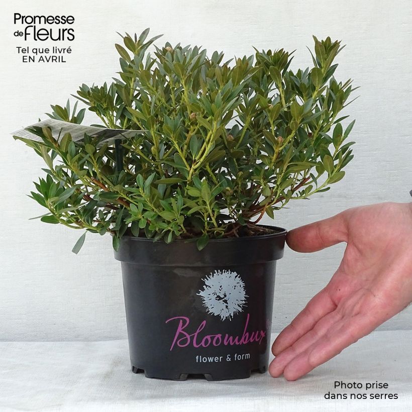 Rhododendron INKARHO Bloombux Vaso da 2L/3L esemplare consegnato in primavera