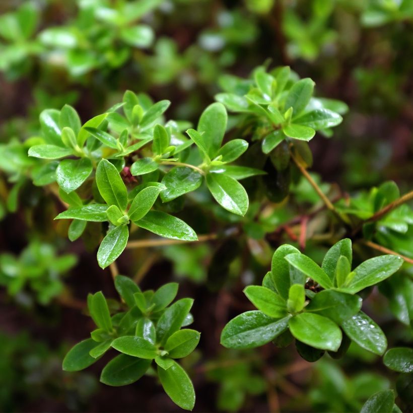 Rhododendron Blue Tit (Foliage)