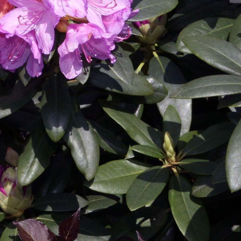 Rhododendron catawbiense Grandiflorum (Foliage)