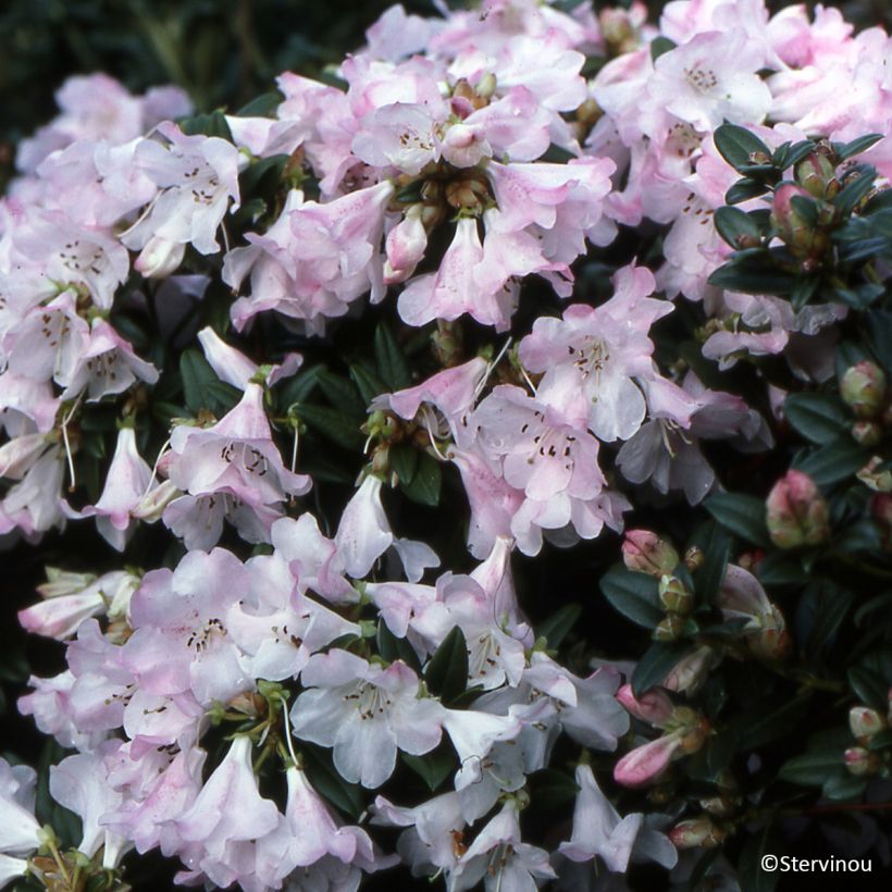 Rhododendron Cilpinense  (Plant habit)