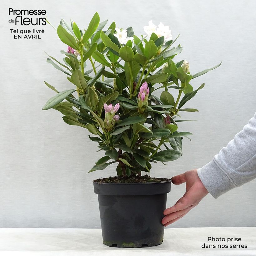 Example of Rhododendron Cunningham's White Vaso da 4L/5L as you get in printemps