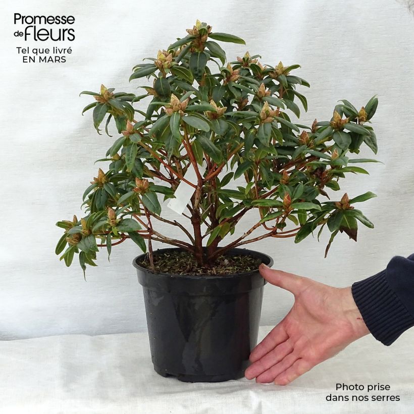 Rhododendron Dora Amateis Vaso da 3L/4L esemplare consegnato in primavera