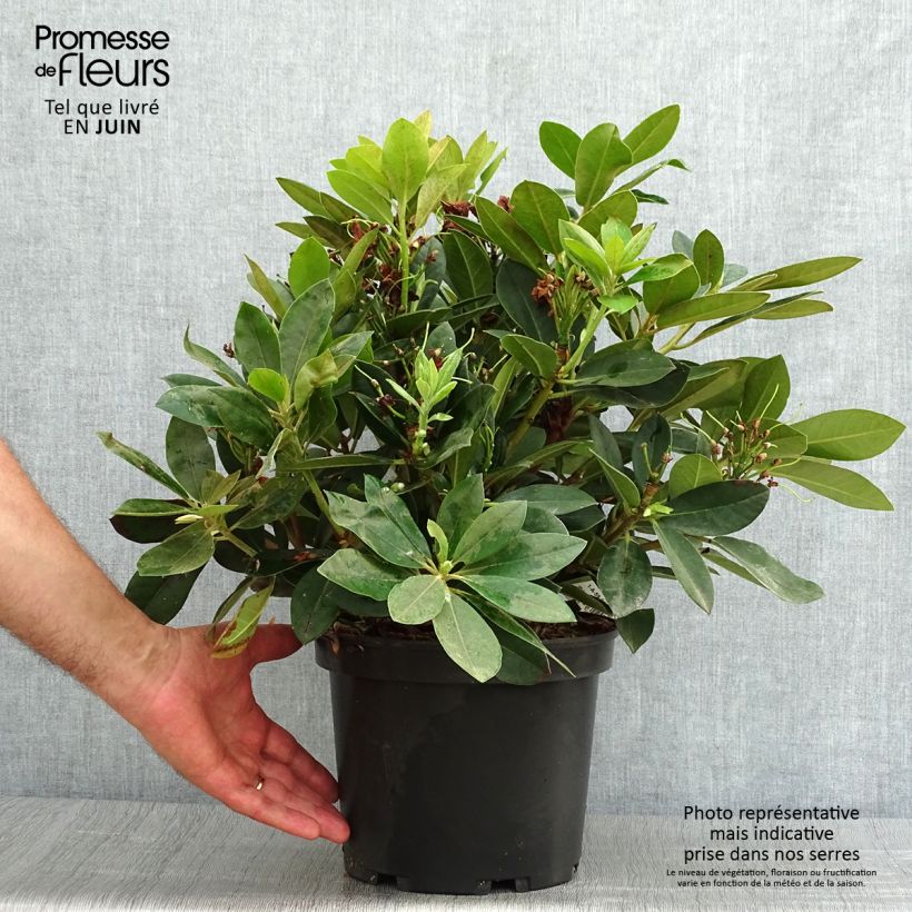 Esemplare di Rhododendron yakushimanum Dream Land Vaso da 3L/4L consegnato in estate