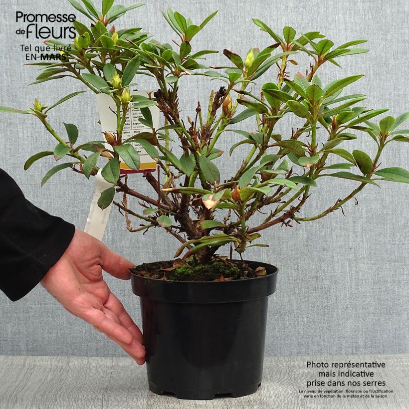 Rhododendron Elizabeth Red Foliage Vaso da 2L/3L esemplare consegnato in primavera