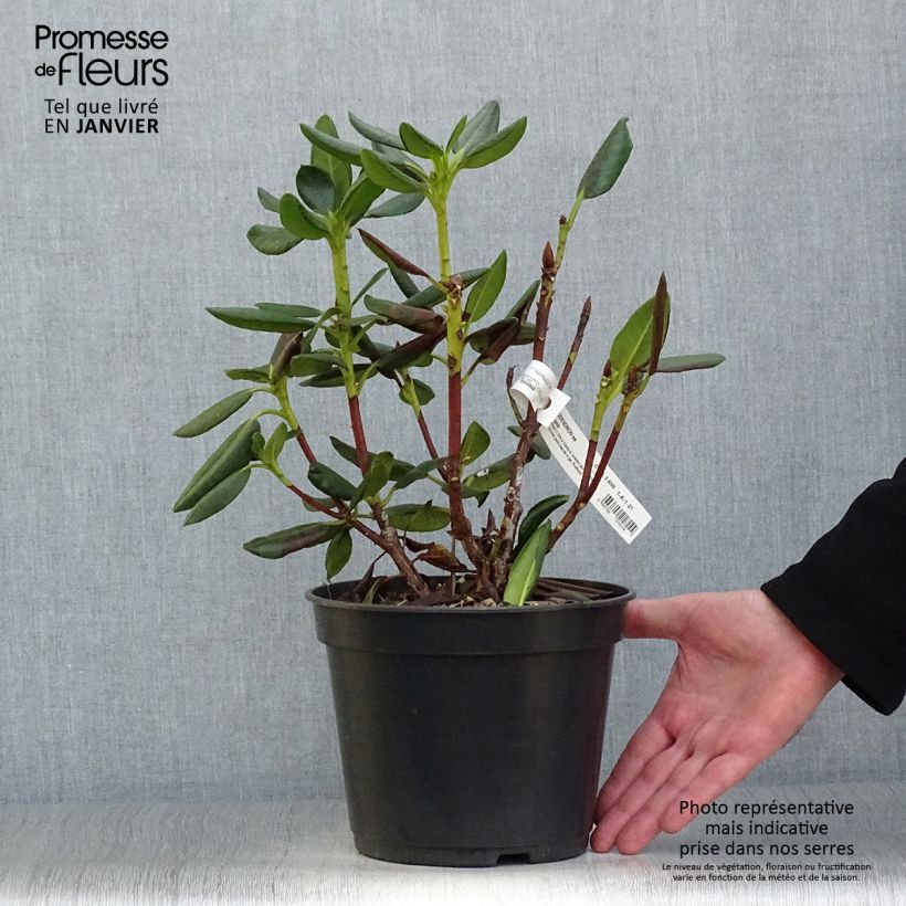 Rhododendron Gedser Gold Vaso da 4L/5L esemplare consegnato in inverno