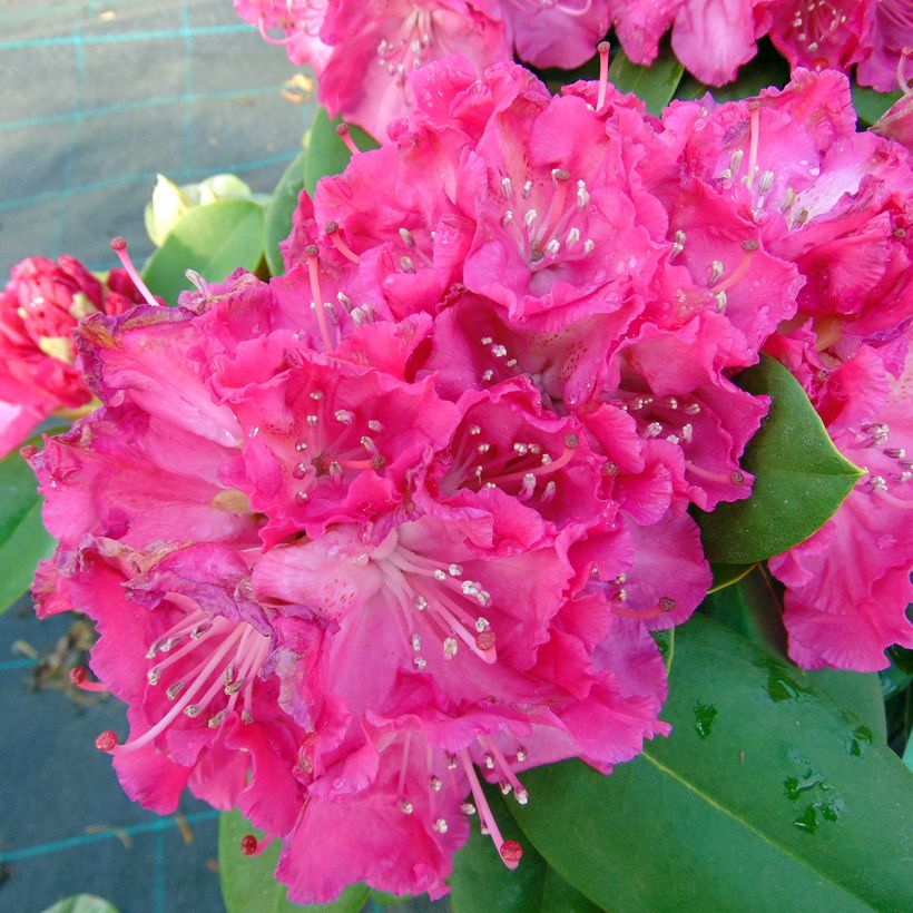 Rhododendron Germania (Fioritura)