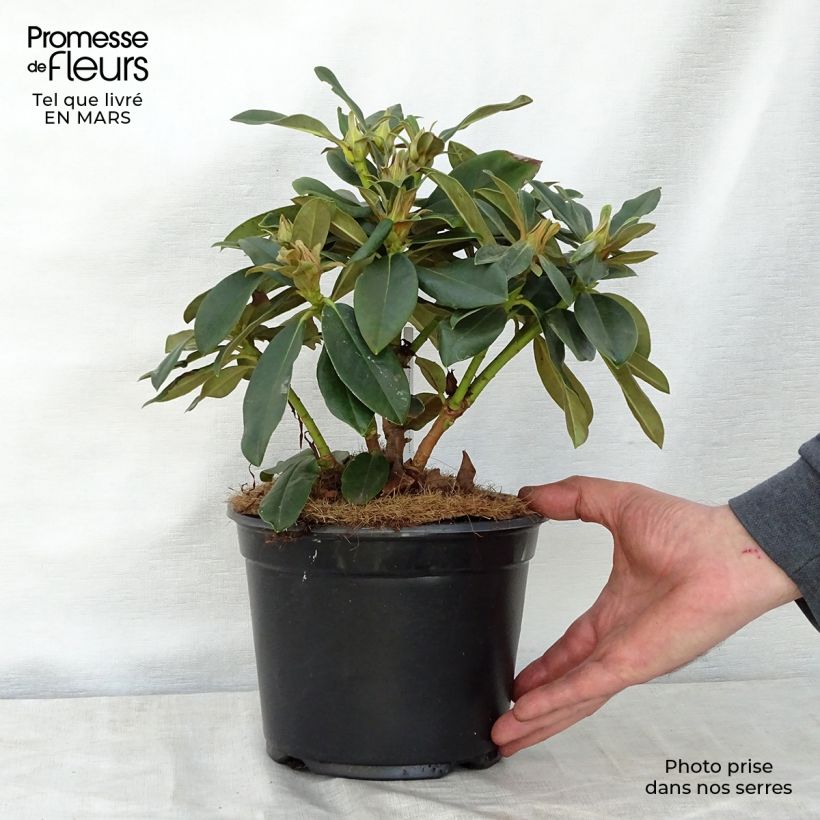 Example of Rhododendron yakushimanum Golden Torch Vaso da 3L/4L as you get in printemps