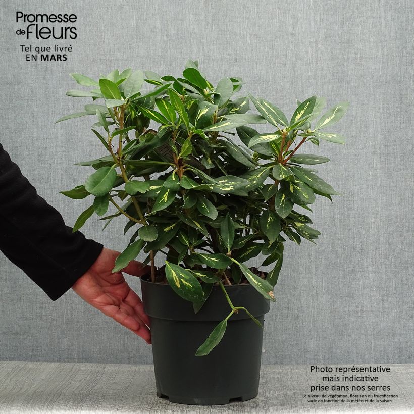 Example of Rhododendron Goldflimmer Vaso da 3L/4L as you get in printemps