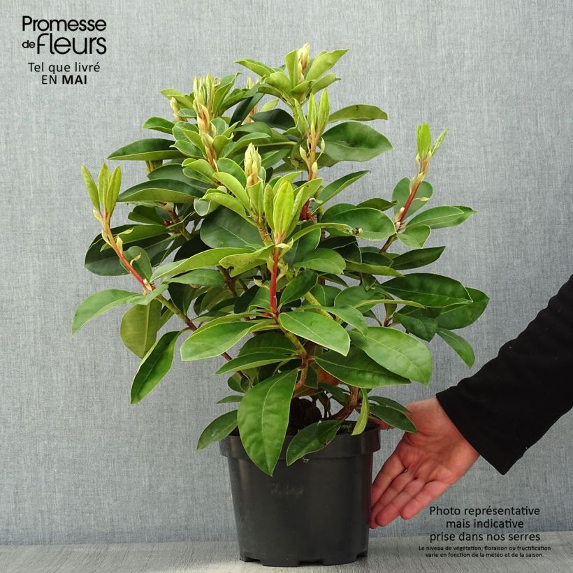 Rhododendron Gomer Waterer Vaso da 3L/4L esemplare consegnato in primavera