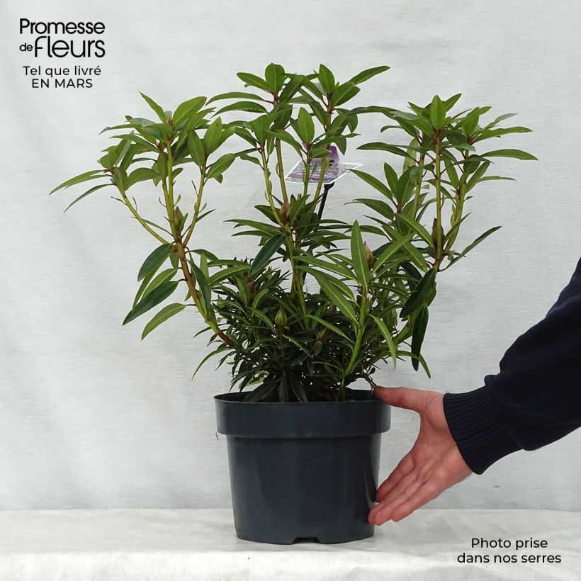 Example of Rhododendron Rhododendron Graziella Vaso da 3L/4L as you get in printemps