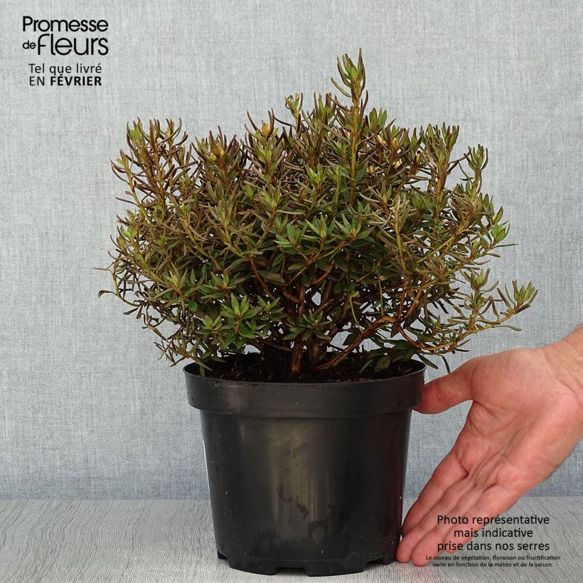 Esemplare di Rhododendron Gristede - Rododendro nano Vaso da 2L/3L come consegnato in autunno