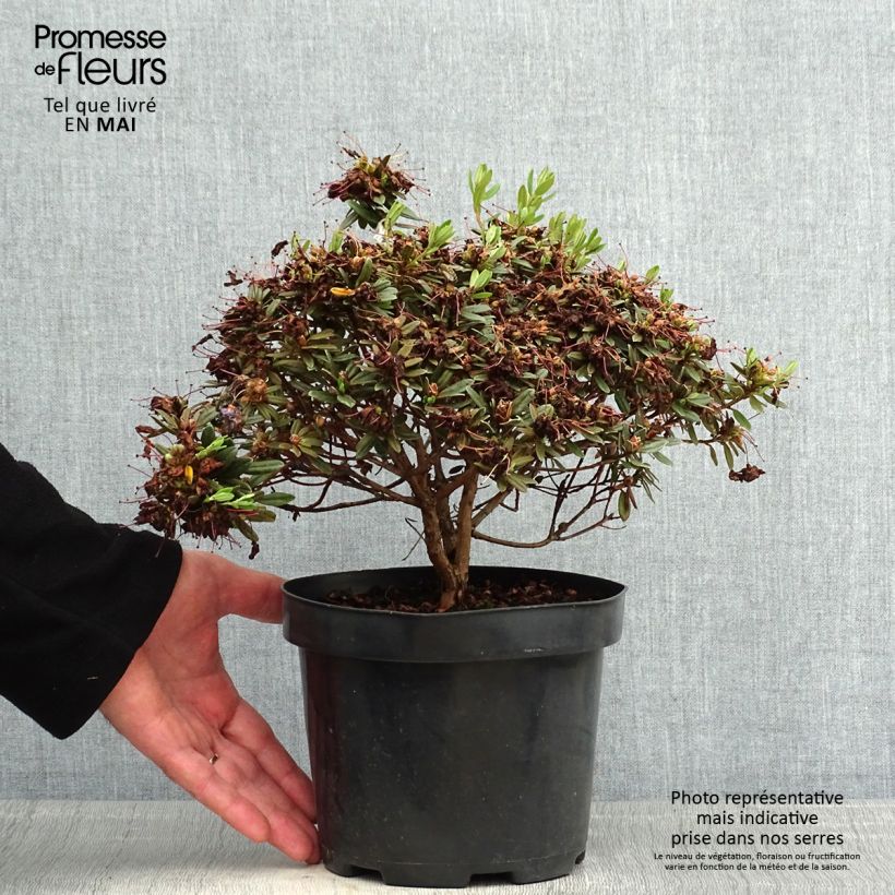 Example of Rhododendron Gristede - Rododendro nano Vaso da 2L/3L as you get in printemps