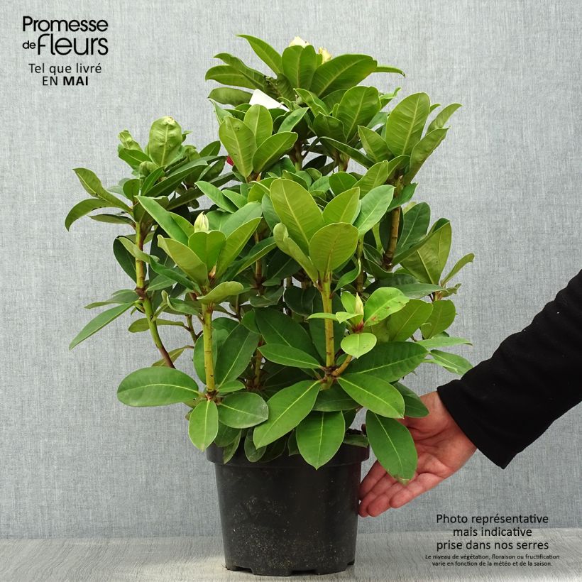 Example of Rhododendron Halfdan Lem Vaso da 4L/5L as you get in printemps