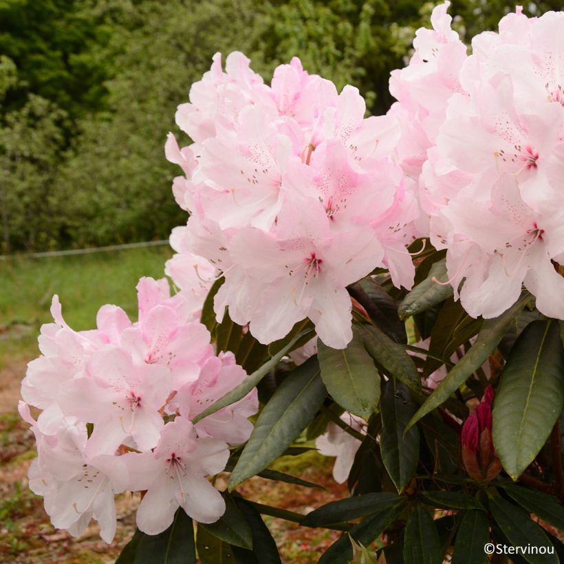 Rhododendron Halopeanum (Flowering)