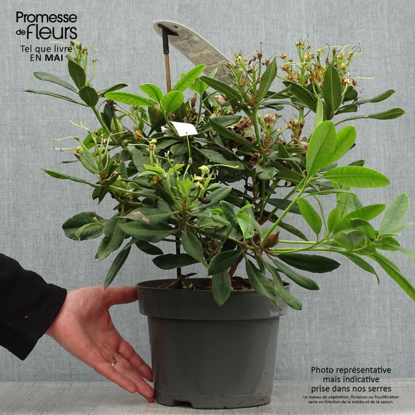 Rhododendron INKARHO Bernstein Vaso da 4L/5L esemplare consegnato in primavera