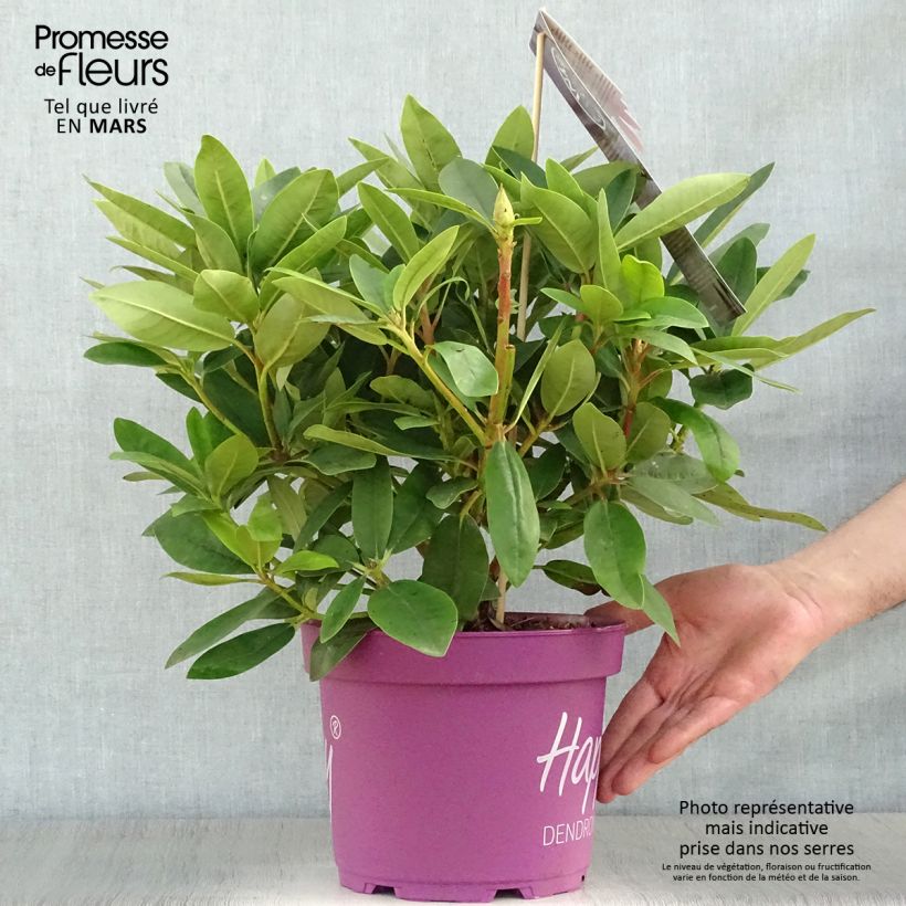 Rhododendron INKARHO Happydendron Pushy Purple Vaso da 4L/5L esemplare consegnato in primavera