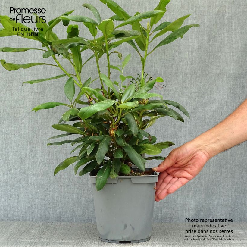 Esemplare di Rhododendron INKARHO Marcel Ménard Vaso da 4L/5L consegnato in estate