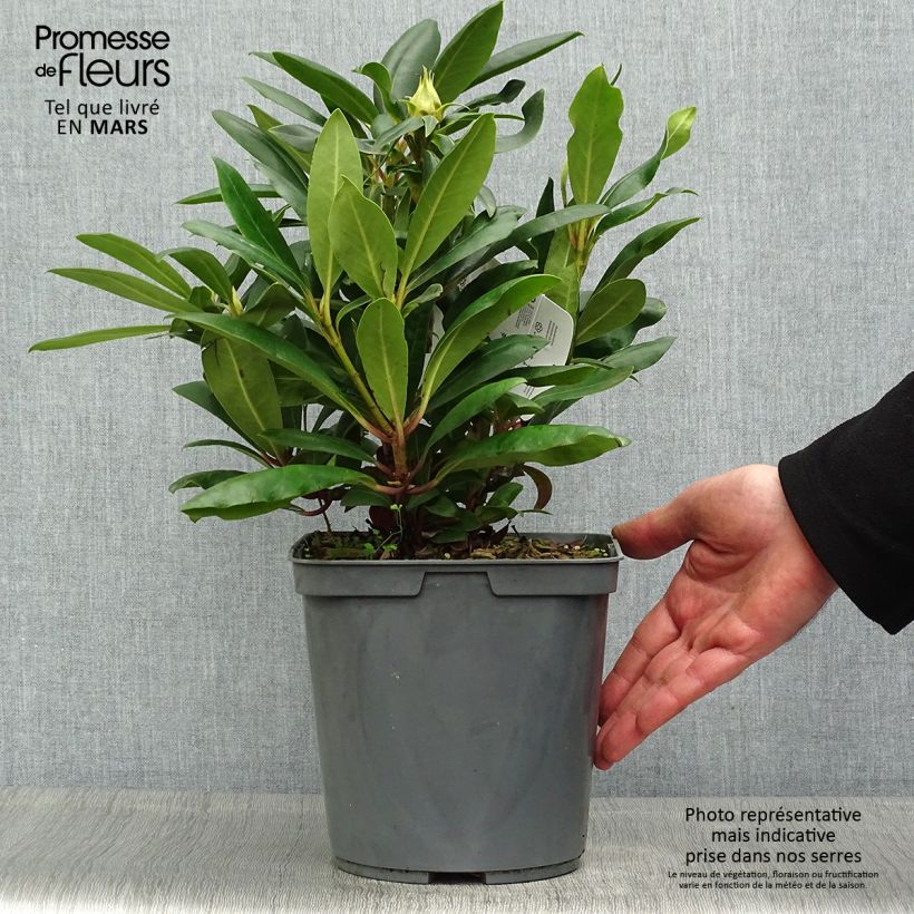 Example of Rhododendron INKARHO Marcel Ménard Vaso da 4L/5L as you get in printemps