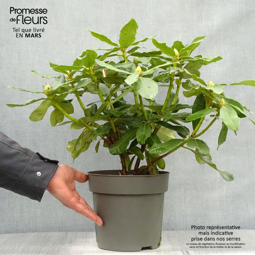 Example of Rhododendron INKARHO Nova Zembla Vaso da 4L/5L as you get in printemps