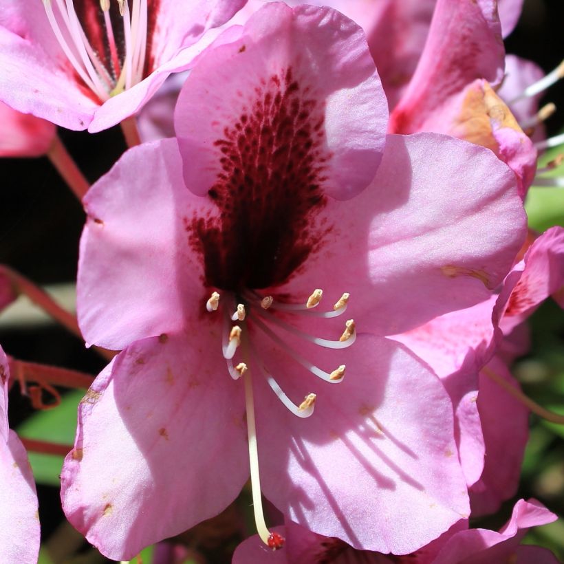 Rhododendron Kokardia (Fioritura)