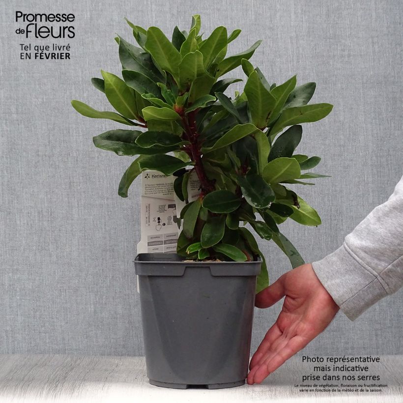 Esemplare di Rhododendron Lem's Monarch Vaso da 4L/5L come consegnato in autunno