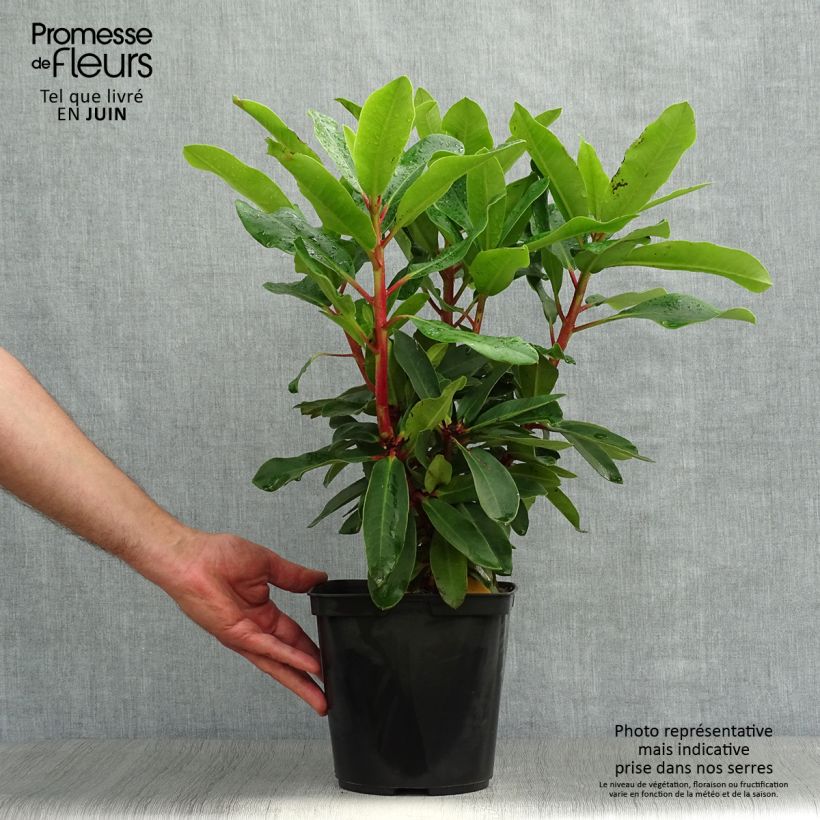 Esemplare di Rhododendron Lem's Monarch Vaso da 4L/5L consegnato in estate