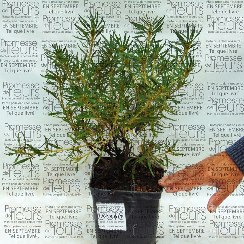 Esempio di esemplare Rhododendron macrosepalum Linearifolium Vaso da 2L/3L come consegnato