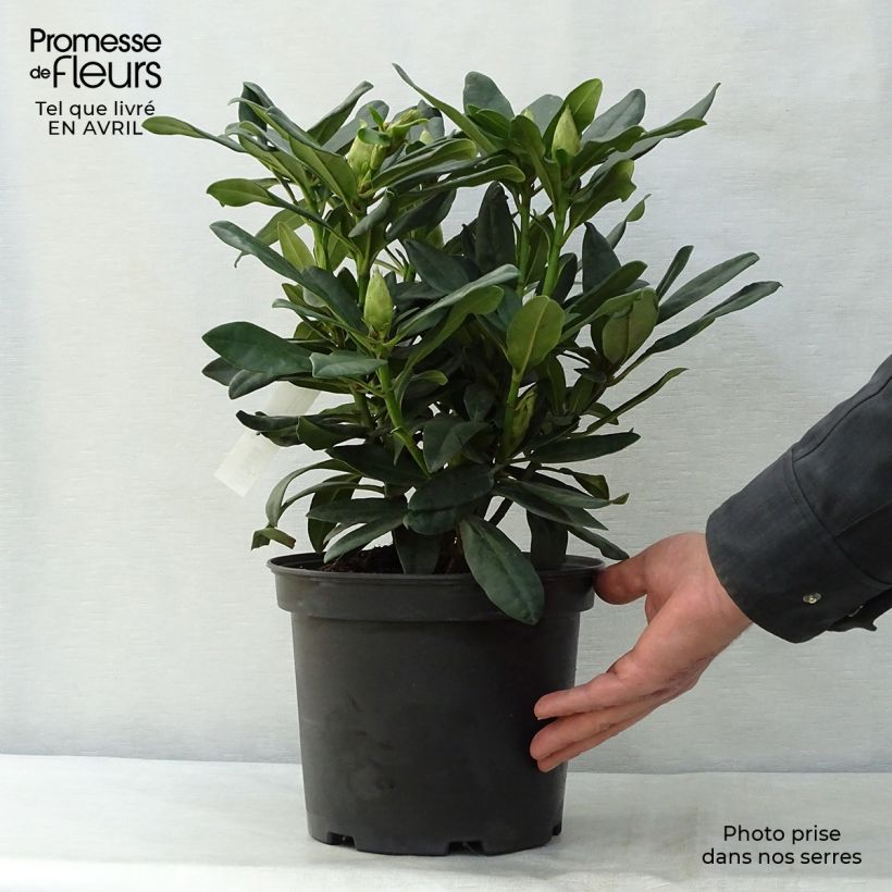 Rhododendron Madame Masson Vaso da 4L/5L esemplare consegnato in primavera