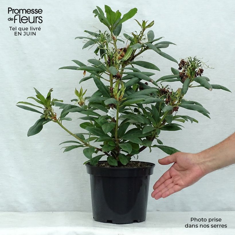Esemplare di Rhododendron Marcel Ménard Vaso da 3L/4L consegnato in estate