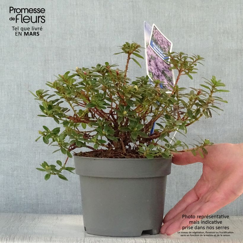 Rhododendron impeditum Moerheim Vaso da 2L/3L esemplare consegnato in primavera