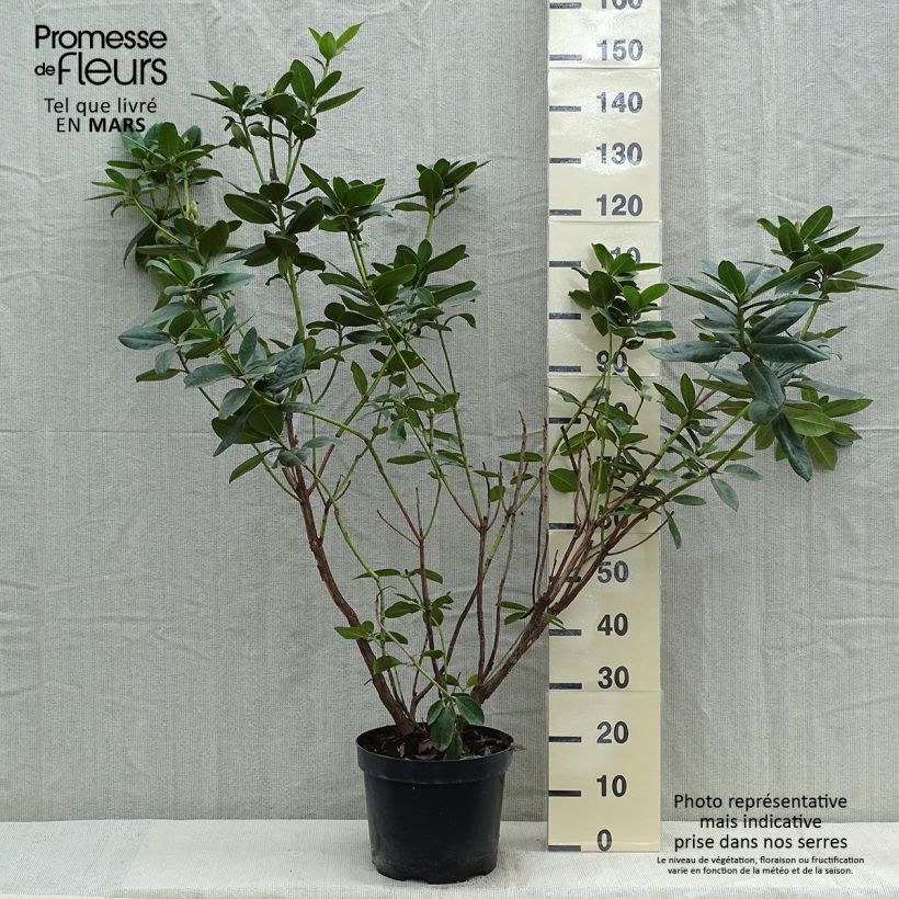 Rhododendron Mrs T.h.lowinsky Vaso da 7,5L/10L esemplare consegnato in primavera