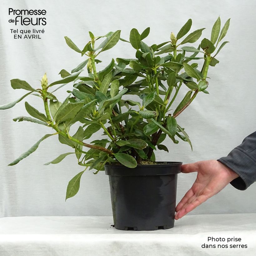 Example of Rhododendron Nova Zembla Vaso da 4L/5L as you get in printemps